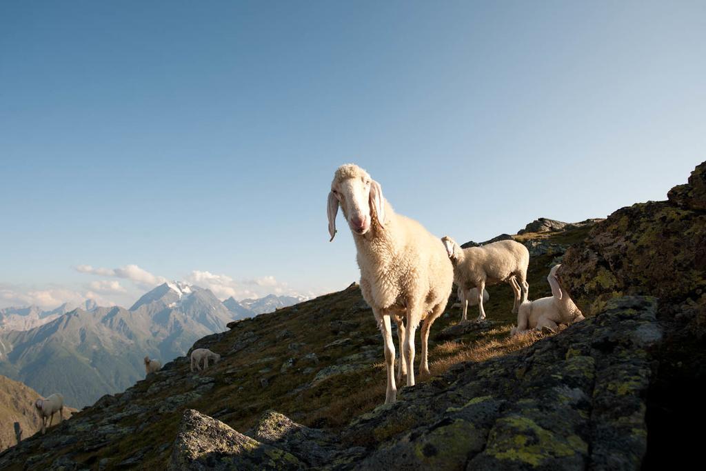 Alpenpension Pfurtscheller Нойштифт-им-Штубайталь Экстерьер фото